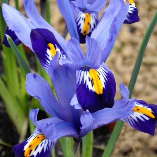 Blue flower with yellow-white center, green stems and leaves.