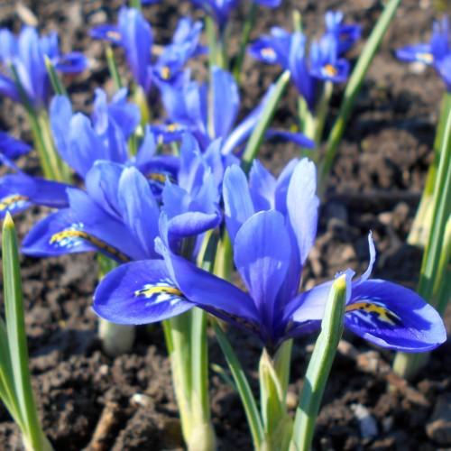 Blue flower with yellow-white center, green buds, green stems and leaves.