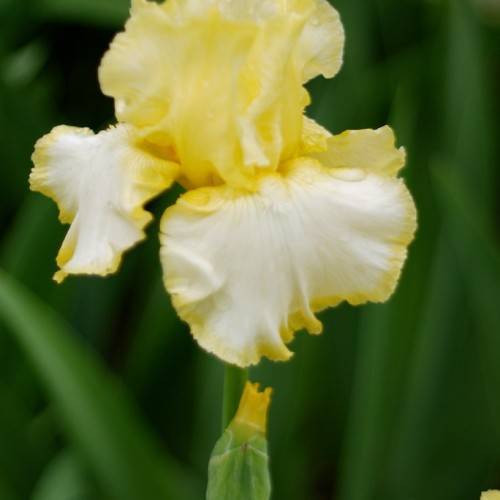yellow-white flower with ruffled petals, yellow-green bud, and green stem
