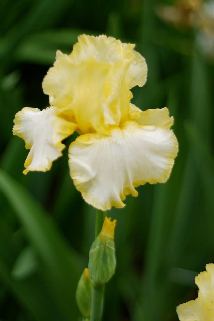 yellow-white flower with ruffled petals, yellow-green bud, and green stem
