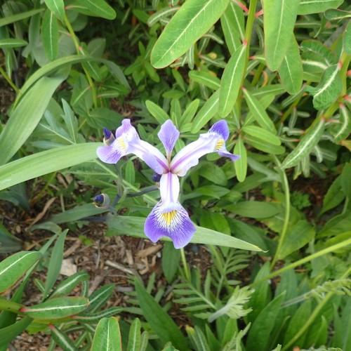 Violet flower with yellow-white center, blue buds, green stems and leaves.