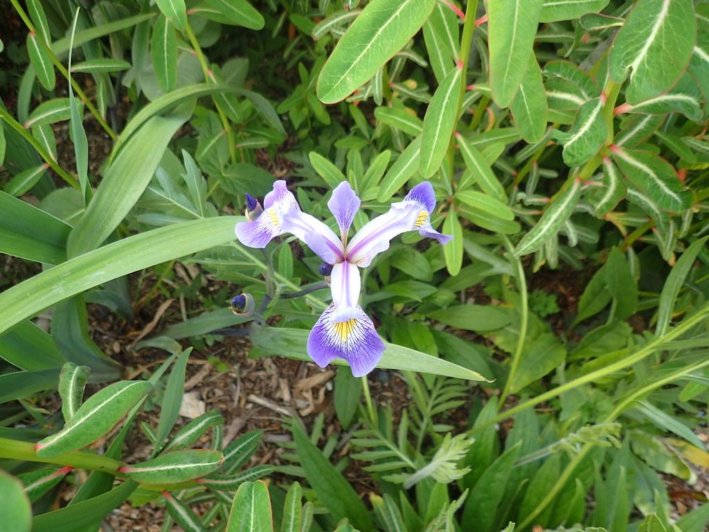 Violet flower with yellow-white center, blue buds, green stems and leaves.