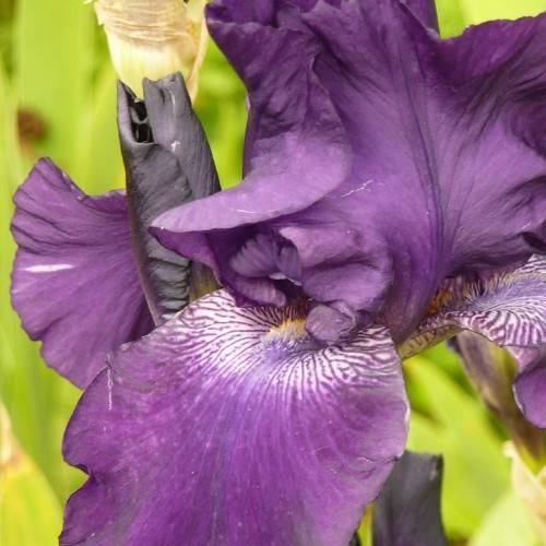 violet-white flower with ruffled standards, navy-blue bud, and green stem