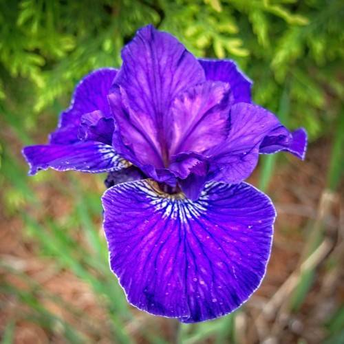 violet-blue-white flowers with white patterns and blue veins on falls