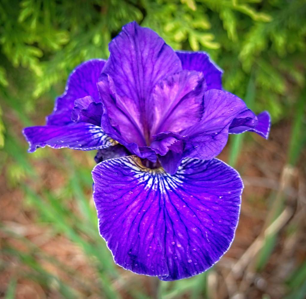 violet-blue-white flowers with white patterns and blue veins on falls

