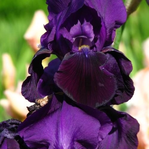 Purple flower with yellow-white anthers and blue filaments.