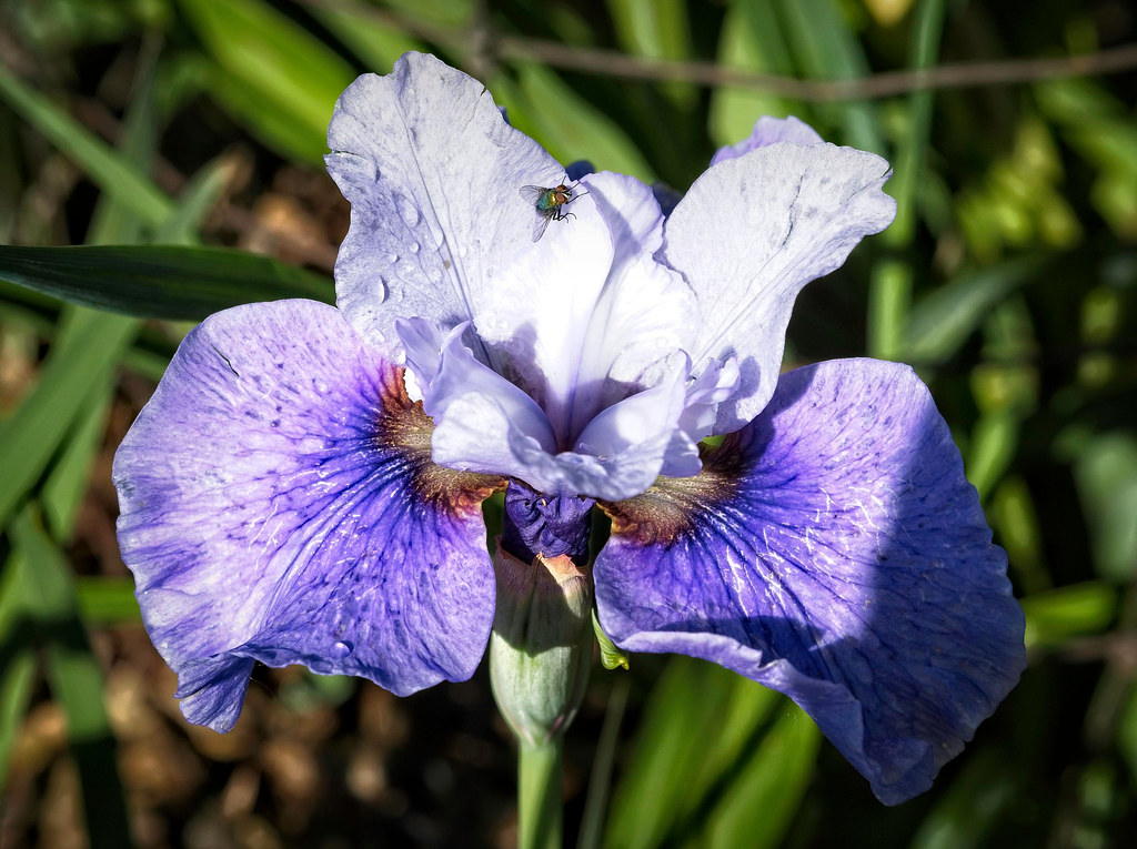 purple-blue petals, creamy-brown center, green leaves, and green stem, fly sitting on it