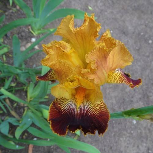 brown-golden-yellow flower with patterns, yellow beard, green stem, and green leaves