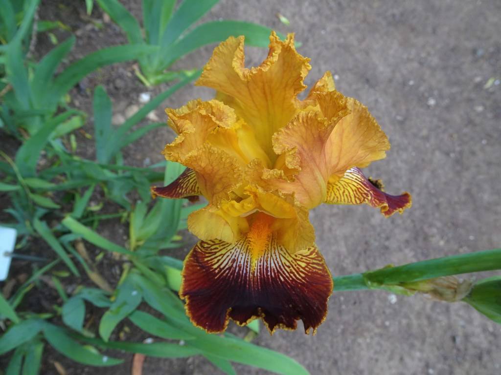 brown-golden-yellow flower with patterns, yellow beard, green stem, and green leaves