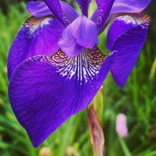 Indigo flower with brown-white center and green leaves.