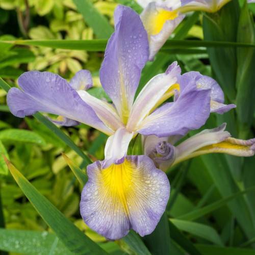 baby-blue-yellow flower with green, long, spear-like leaves