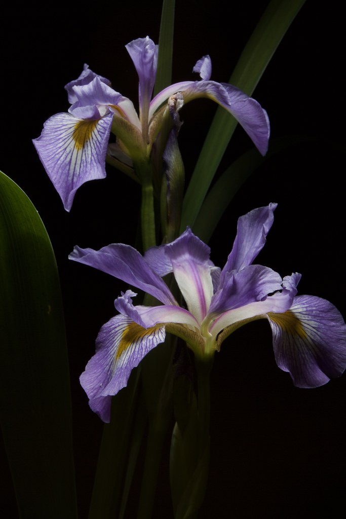 yellow-purple, iris-shaped flowers with pale-green stems, and leaves

