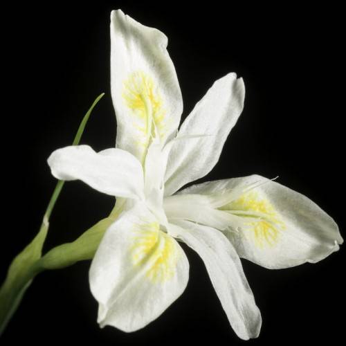 white-yellow, iris-shaped flower with green stems, and sepal