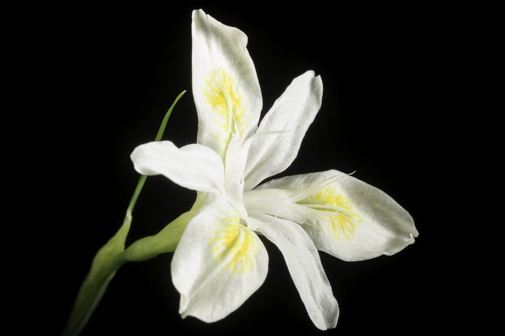 white-yellow, iris-shaped flower with green stems, and sepal
