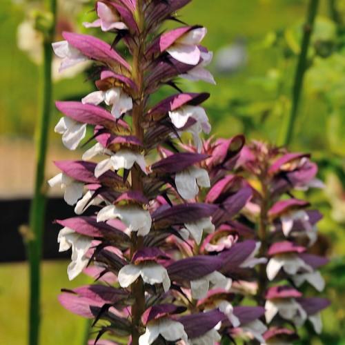 Short green-purple stems full of purple leaves and white flowers.