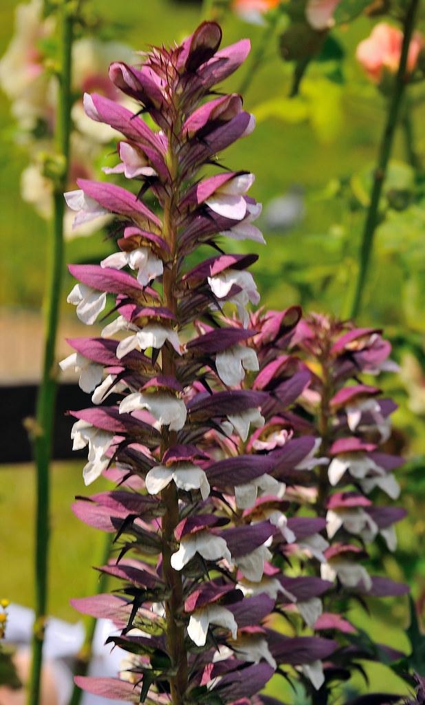 Short green-purple stems full of purple leaves and white flowers. 