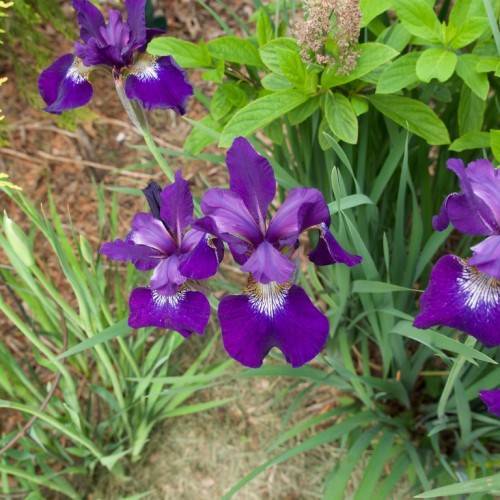 purple-violet-white-brown flower with intricate patterns, long, green, narrow, spear-like leaves, and green stem