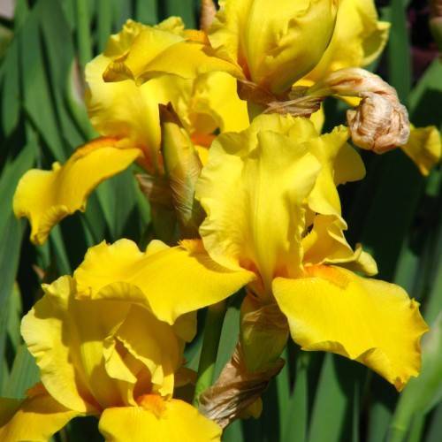 yellow-orange flowers and buds with green leaves
