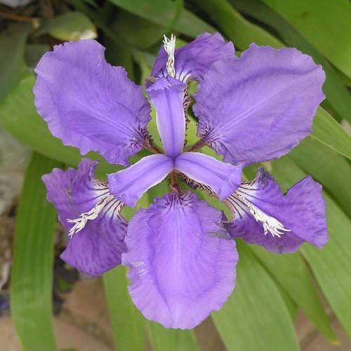 white-bluish-purple flowers with patterns and green leaves