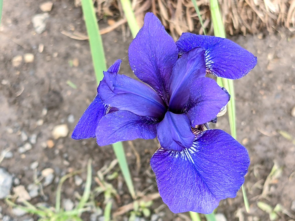 blue-white petals, and long, narrow, green leaves
