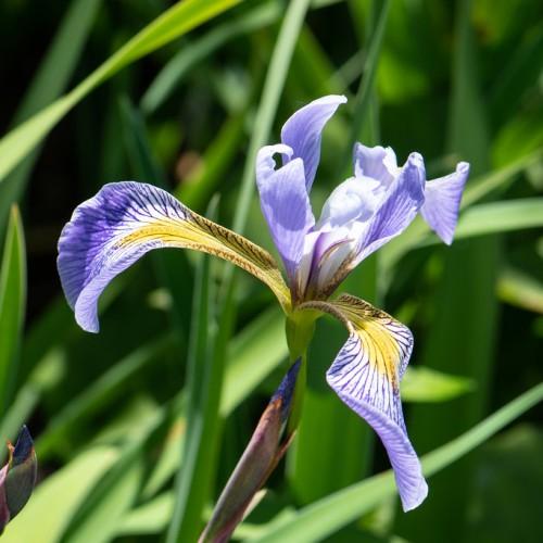 Light-Blue flower with yellow center, green petiole, blue buds and green leaves.
