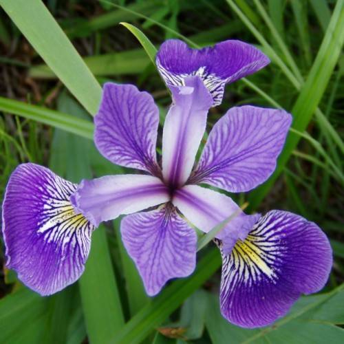 blue-purple flowers with green leaves and stems