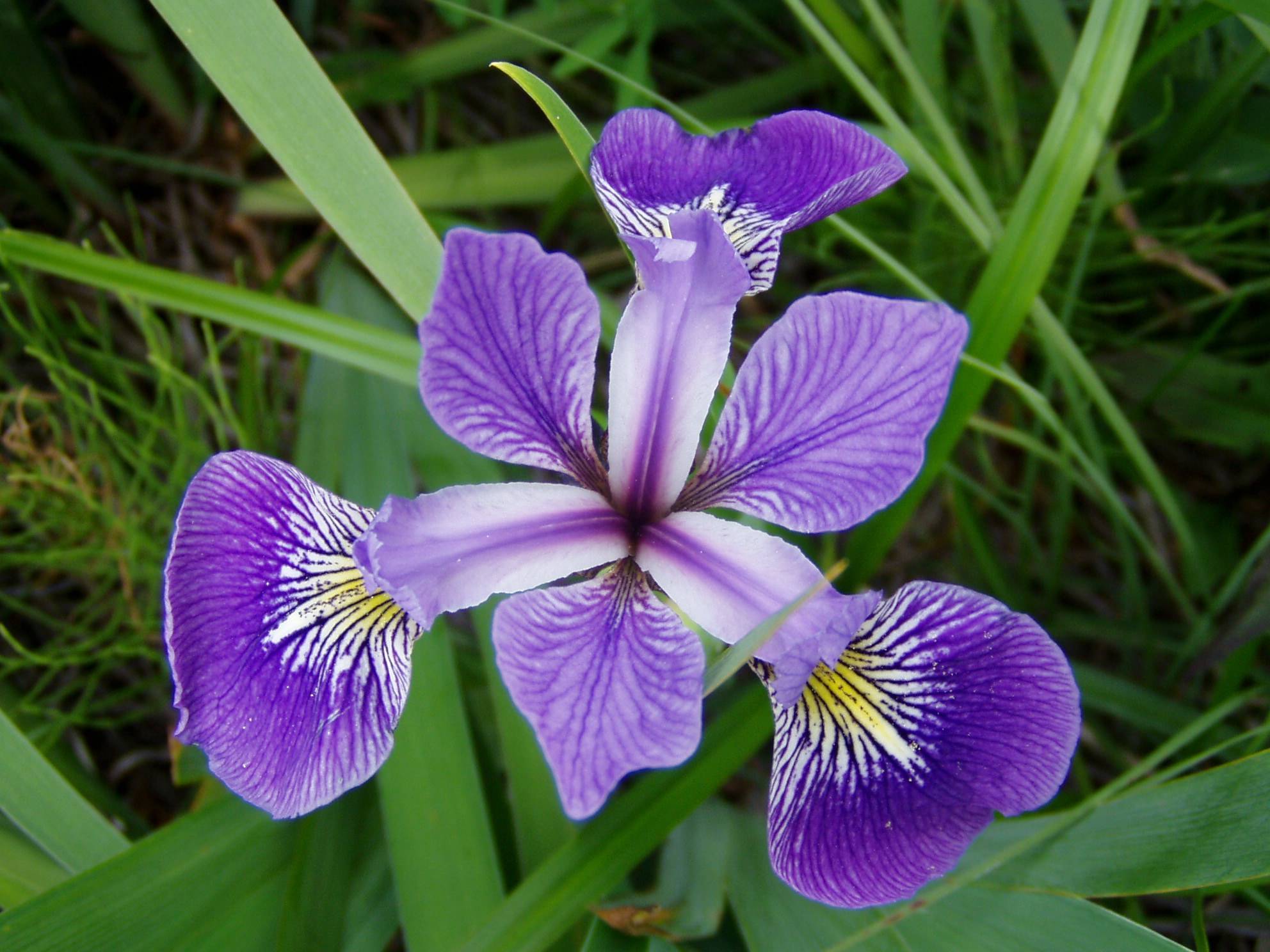 blue-purple flowers with green leaves and stems