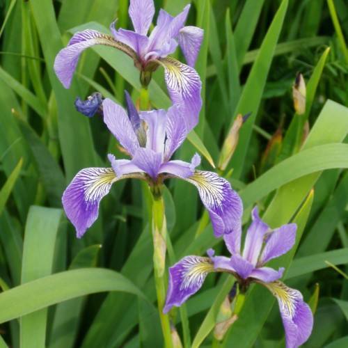 purple-yellow flowers with green leaves and yellow-green stems