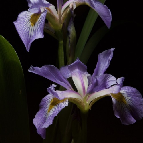 Violet-white flower with yellow center, lime leaves and stems.