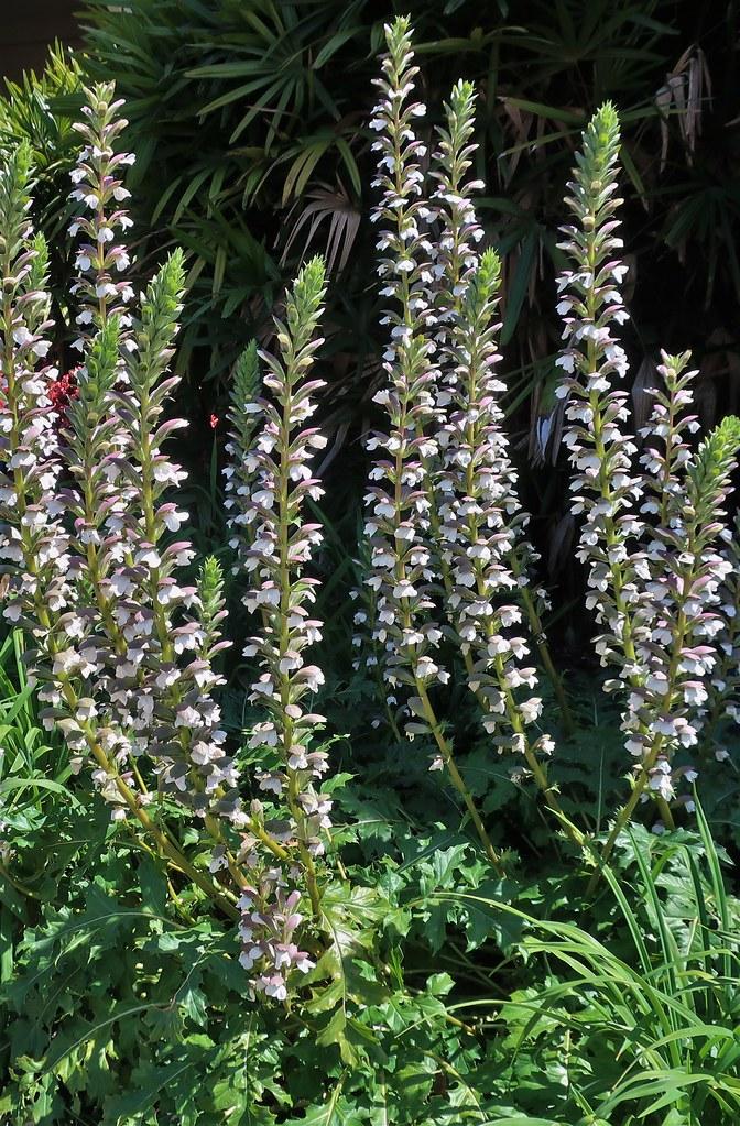 Short green stems full of green leaves and white flowers. 