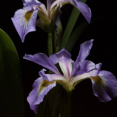 yellow-purple, iris-shaped flowers with pale-green stems, and leaves