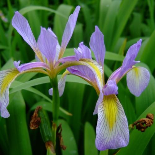 Light-Violet flower with yellow center, green petiole green
stems and green leaves.