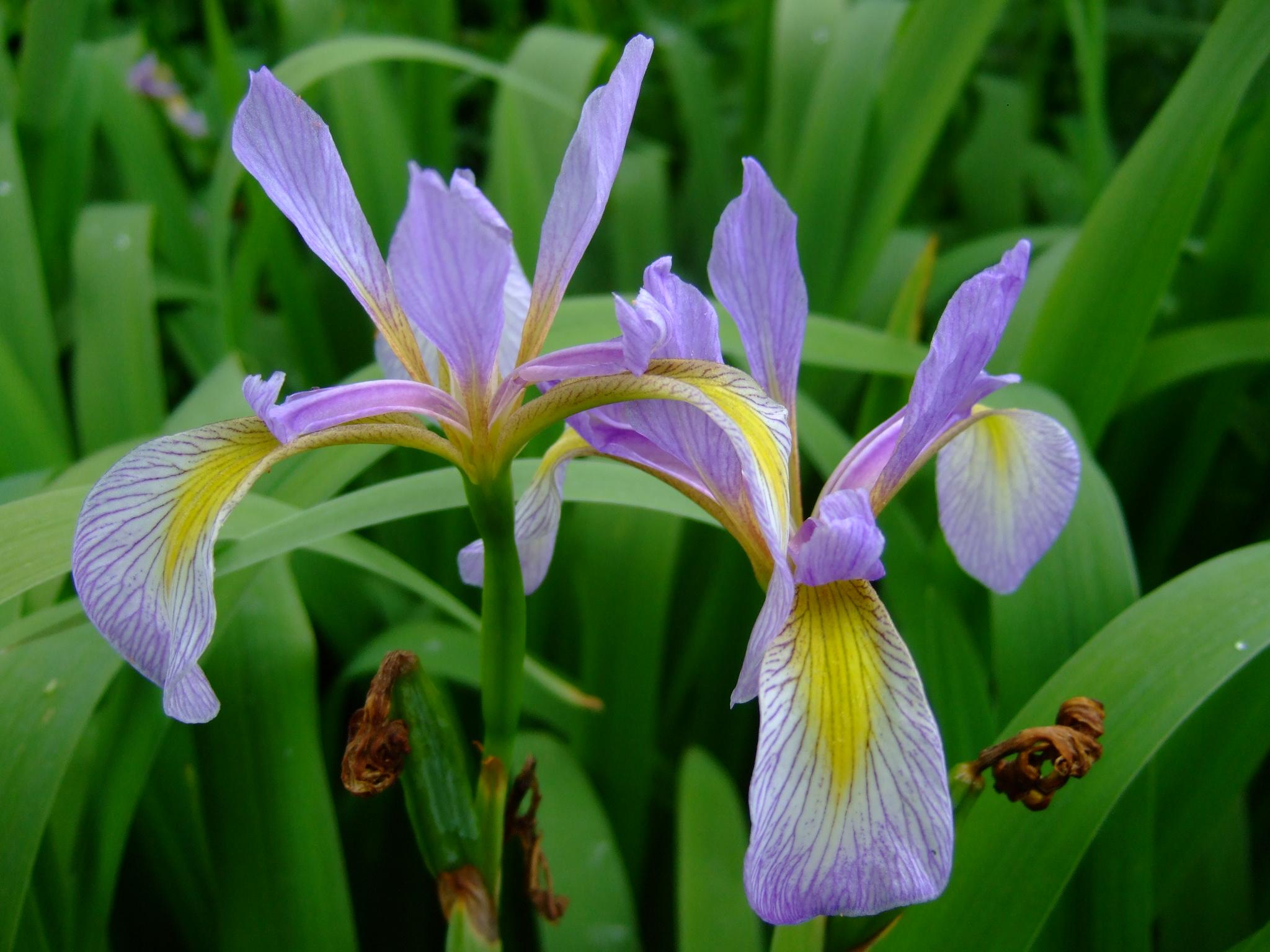 Light-Violet flower with yellow center, green petiole green 
 stems and green leaves.