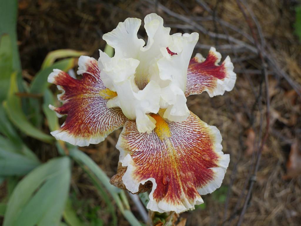 classic iris shaped,  white flower with three upright standards and three drooping falls with brown and white  intricate patterns
