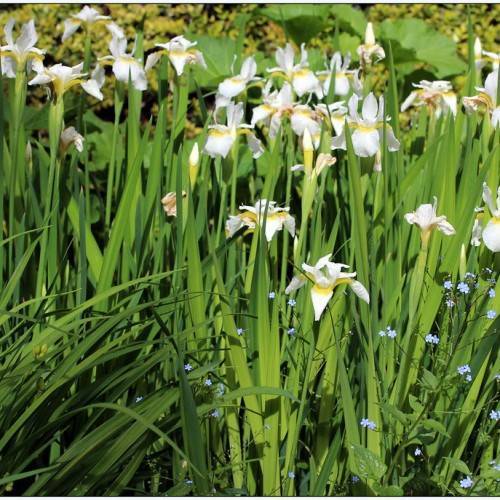 white-yellow flowers with white buds, long, narrow, lime-green leaves, and green, upright stems