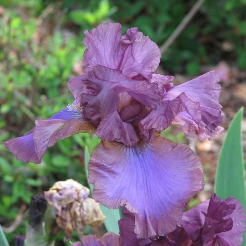 Purple-blue flower with green leaves