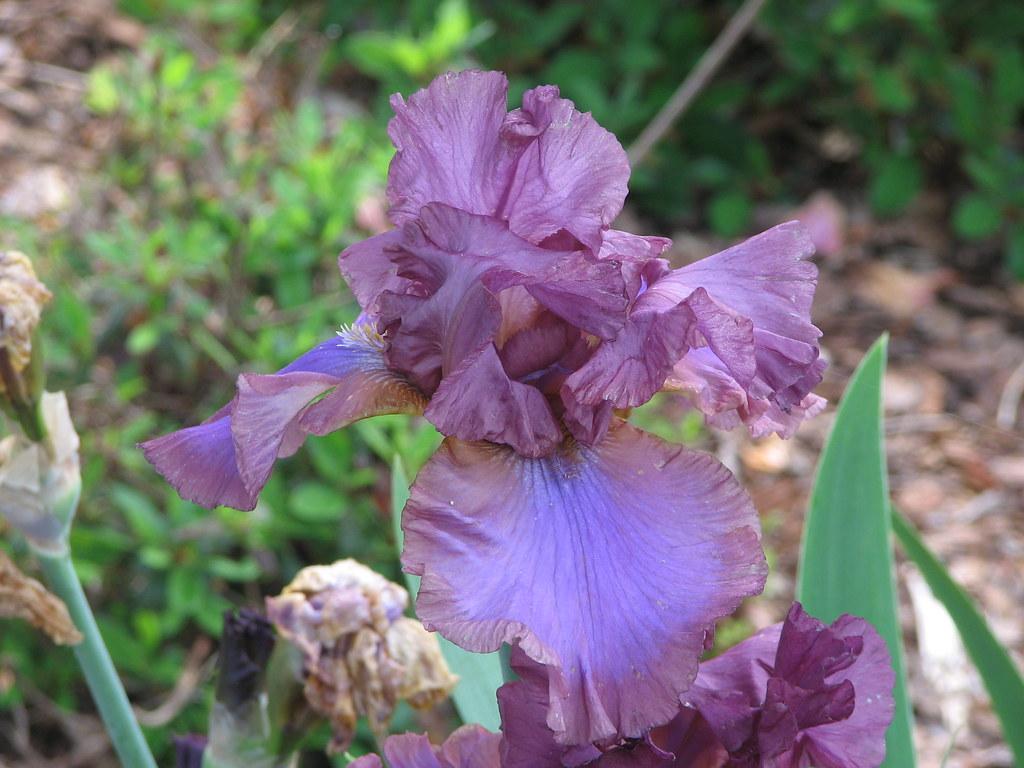 tall bearded reblooming iris (Iris 'Winesap')) Info & Guide