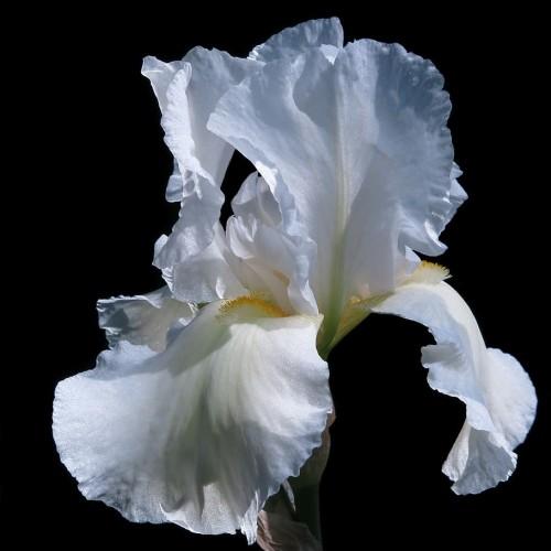 Violet-White Flower with yellow-lime center, yellow anthers and white filaments.