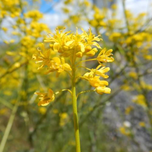 Dyer's woad (Isatis tinctoria); clusters of small and bright yellow flowers with yellow stamens, and upright, yellow-green stems