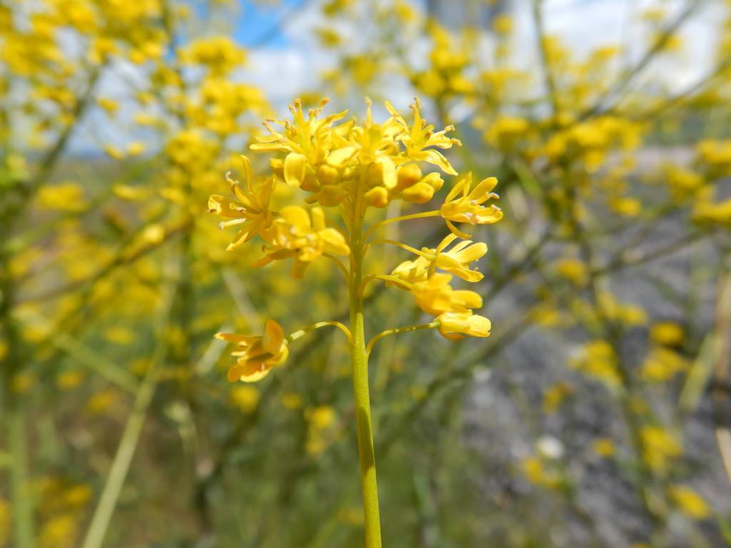 Dyer's woad (Isatis tinctoria); clusters of small and bright yellow flowers with yellow stamens, and upright, yellow-green stems