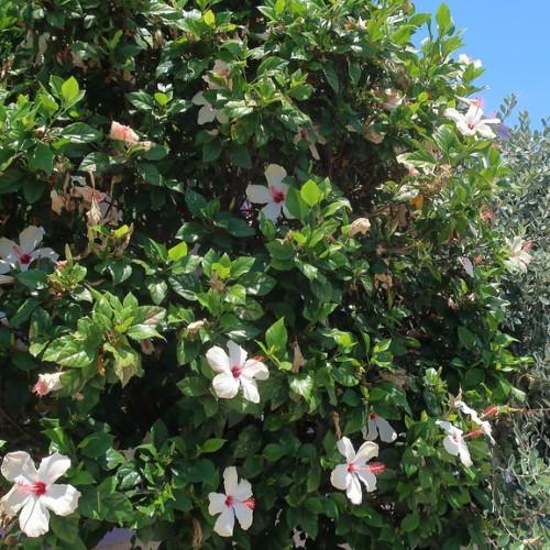 Delicate white flowers, surrounded by dark-green leaves with pink pistils.