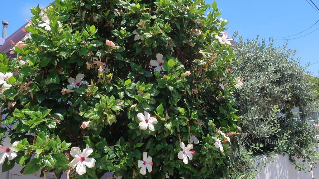 Delicate white flowers, surrounded by dark-green leaves with pink pistils. 