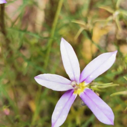 blue-purple-yellow flowers with green stems, and needle-like, green leaves
