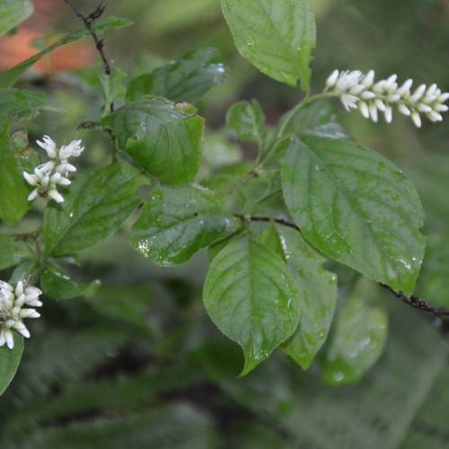 clusters of tiny white flowers in spike form, dark green stems, and dark green, dewy, elliptical leaves with brown twig