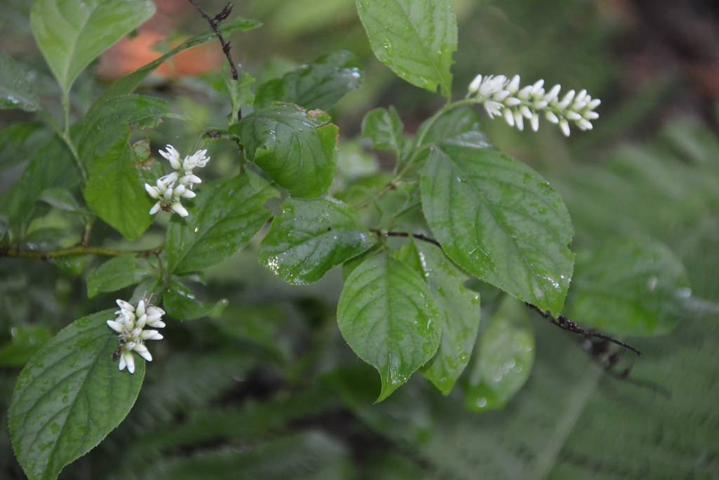 clusters of tiny white flowers in spike form, dark green stems, and dark green, dewy, elliptical leaves with brown twig