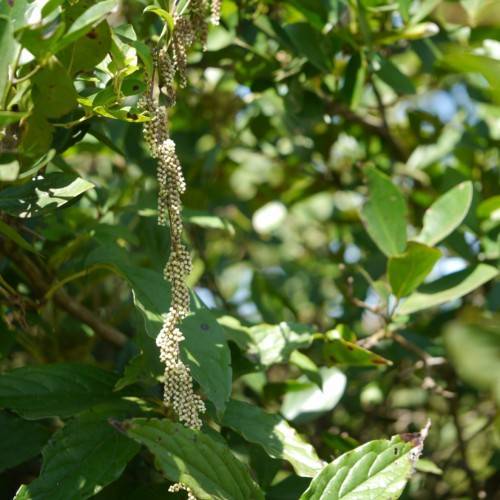 white fruits with green leaves and brown branches