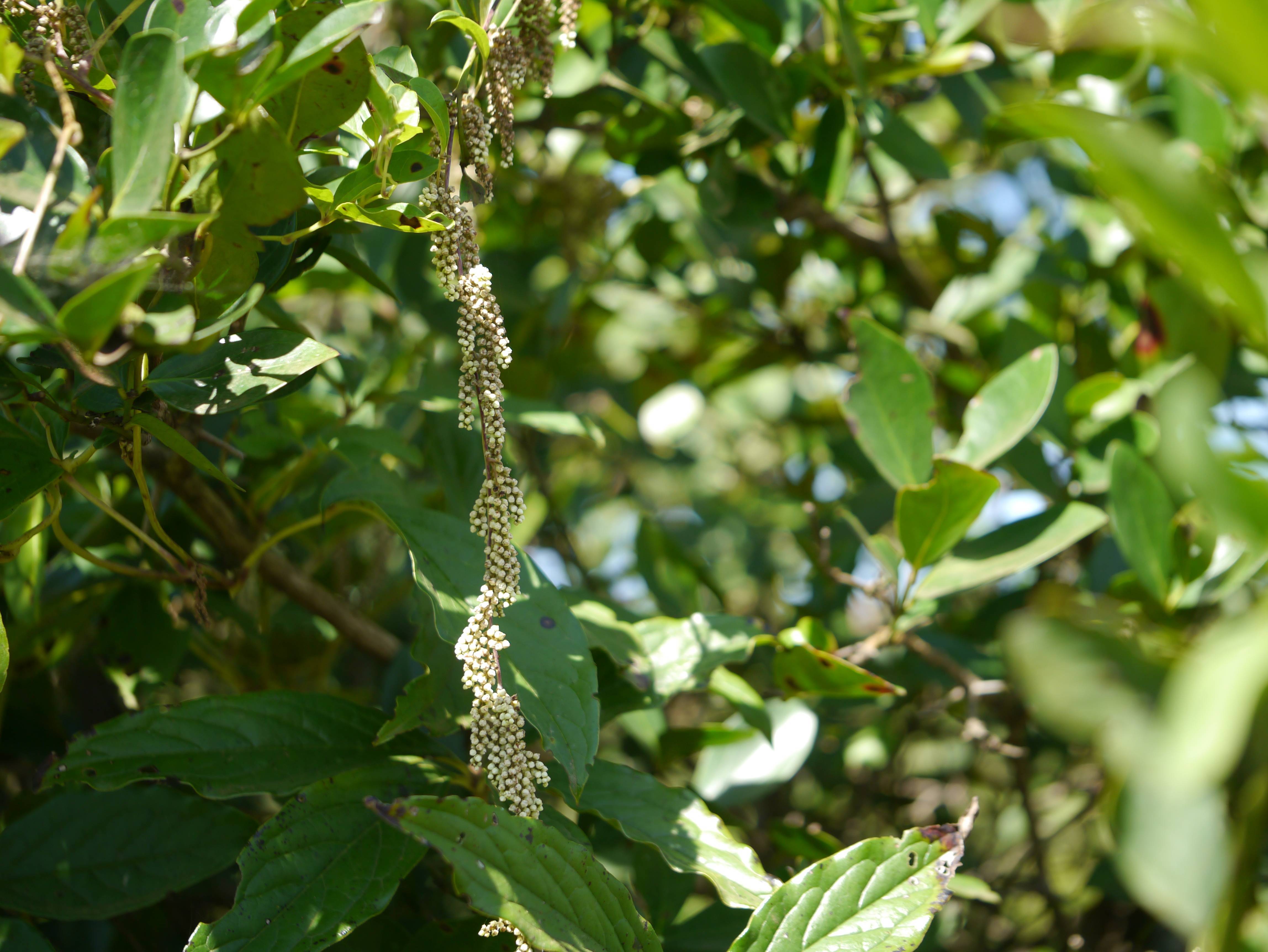white fruits with green leaves and brown branches