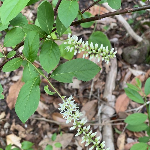 White flower with buds, lime center, sepals and stems, dark-brown branches, yellow petiole, midrib and veins.