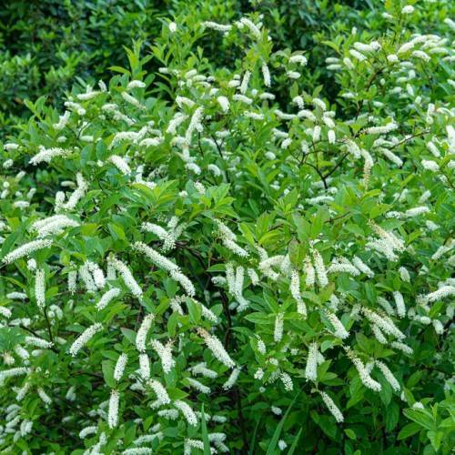 white, spiky flowers, glossy, green, elliptic leaves, and blackish-brown stems