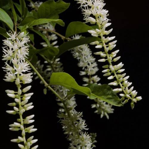 white elongated flowers, green stems, and green, smooth leaves